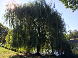 Willow